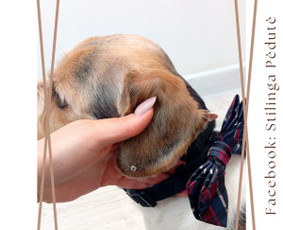 Šunų ir kačių nagų karpymas - Šunų kirpykla. Šunų ir Kačių salonas. - 1