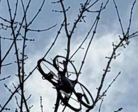 Kitos kategorijos - Dronų/augintinių iškėlimas iš medžių - 2
