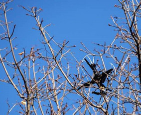 Kitos kategorijos - Dronų/augintinių iškėlimas iš medžių - 4