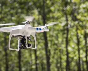 Aplinkos tvarkymas, apželdinimas - Medžių pjovimas, kelmų frezavimas - 2