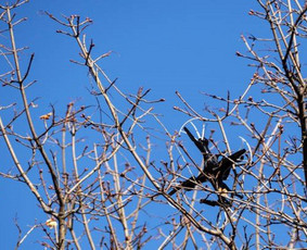 Aplinkos tvarkymas, apželdinimas - Medžių pjovimas, kelmų frezavimas - 1