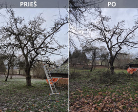 Aplinka, sodas - Profesionalus vaismedžių genėjimas, konsultavimas - 3