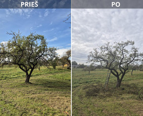 Aplinka, sodas - Profesionalus vaismedžių genėjimas, konsultavimas - 2