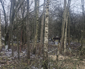Zoles pjovimas, zemes frezavimas, kelmu salinimas / Mb Žolva / Darbų pavyzdys ID 4198025