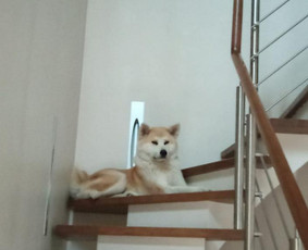 Paslaugos augintiniams - Šunelių nukailinimas ir kirpimas - 1