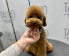 Paslaugos augintiniams - Gyvūnų kirpimas Kaune - 1