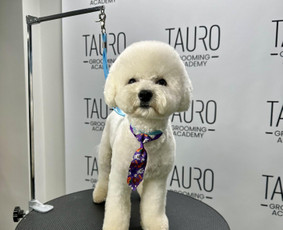 Paslaugos augintiniams - Gyvūnų kirpimas Kaune - 2