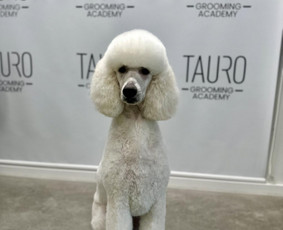 Paslaugos augintiniams - Gyvūnų kirpimas Kaune - 3