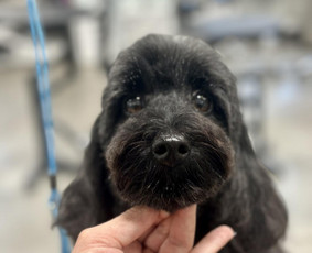 Paslaugos augintiniams - Gyvūnų kirpimas Kaune - 4