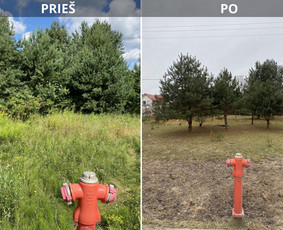 Medžių genėjimas, pjovimas - Sklypų tvarkymas: medžių ir krūmų pjovimas su išvežimu. - 4