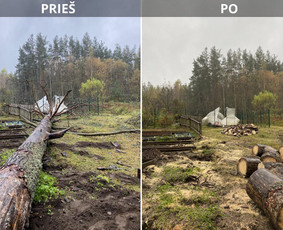 Medžių genėjimas, pjovimas - Sklypų tvarkymas: medžių ir krūmų pjovimas su išvežimu. - 2