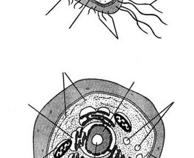Pasiruo&scaron;imas biologijos egzaminams - Nuotolinis Biologijos korepetitorius 11&ndash;12 kl. - 4