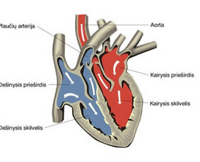 Pasiruo&scaron;imas biologijos egzaminams - Nuotolinis Biologijos korepetitorius 11&ndash;12 kl. - 3