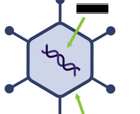 Pasiruo&scaron;imas biologijos egzaminams - Nuotolinis Biologijos korepetitorius 11&ndash;12 kl. - 2