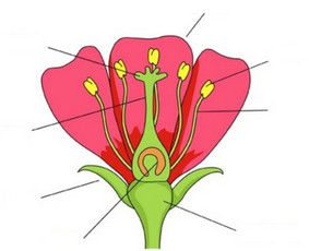 Pasiruo&scaron;imas biologijos egzaminams - Nuotolinis Biologijos korepetitorius 11&ndash;12 kl. - 1