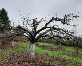 Aplinka, sodas - Vaismedžių genėjimas - 4