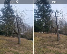 Aplinka, sodas - Vaismedžių genėjimas - 3