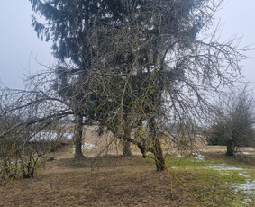 Aplinka, sodas - Vaismedžių genėjimas - 2