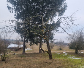 Aplinka, sodas - Vaismedžių genėjimas - 1