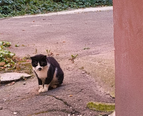 Gido paslaugos - Gidė Kaune - 4