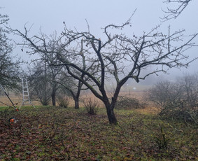 Vaismedžių genėjimas - Vaismedžių genėjimas - 3