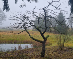 Vaismedžių genėjimas - Vaismedžių genėjimas - 2