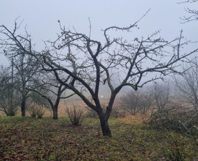 Vaismedžių genėjimas - Vaismedžių genėjimas - 1