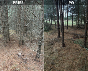 Apleistų sklypų tvarkymas - Aplinkos tvarkymas, apželdinimas - 1