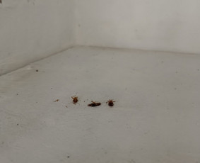 Kenkėjų naikinimas, prevencija - Kenkėjų naikinimo paslaugos - 2