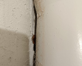 Kenkėjų naikinimas, prevencija - Kenkėjų naikinimo paslaugos - 1