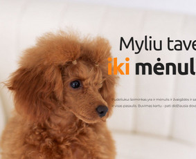 Interneto svetainių kūrimas - Interneto svetainių kūrimas, El. parduotuvių kūrimas - 4