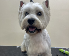 SPA paslaugos &scaron;unims - Barkin &scaron;unų kirpykla Kaune - 4