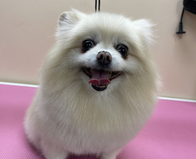 Paslaugos augintiniams - Barkin &scaron;unų kirpykla Kaune - 2