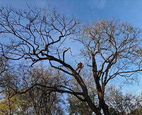 Aplinkos tvarkymas, apželdinimas - Medžių priežiūra, avarinių medžių pjovimas - 1