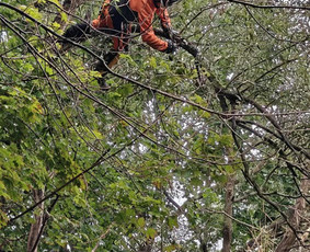 Aplinkos tvarkymas, apželdinimas - Medžių priežiūra, avarinių medžių pjovimas - 1