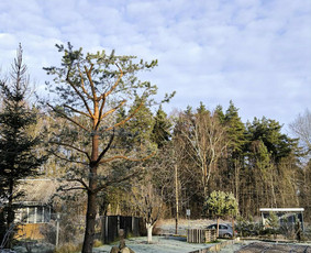 Medžių priežiūra, avarinių medžių pjovimas / Arbospektras / Darbų pavyzdys ID 4211777