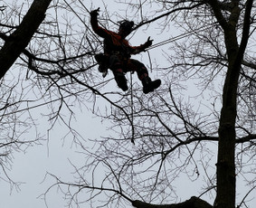 Aplinkos tvarkymas, apželdinimas - Medžių priežiūra, avarinių medžių pjovimas - 4
