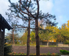 Aplinkos tvarkymas, apželdinimas - Medžių priežiūra, avarinių medžių pjovimas - 2