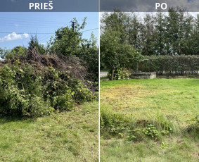 Sklypų tvarkymas: medžių ir krūmų pjovimas su išvežimu. / Albertas Rakuckis / Darbų pavyzdys ID 4213753