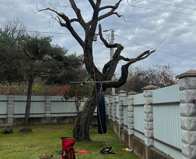 Aplinkos tvarkymas, apželdinimas - Medžių priežiūra, avarinių medžių pjovimas - 4