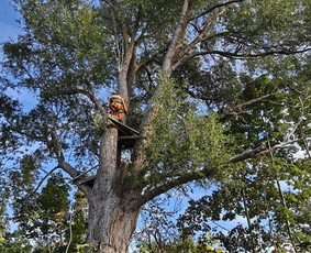 Aplinkos tvarkymas, apželdinimas - Medžių priežiūra, avarinių medžių pjovimas - 3