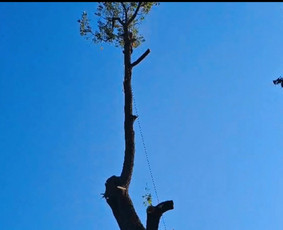 Aplinkos tvarkymas, apželdinimas - Medžių priežiūra, avarinių medžių pjovimas - 2