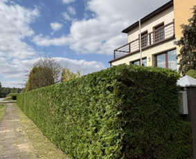 Medžių pjovimas, genėjimas, kraštovaizdžio priežiūra / MEDIS SENOLIS / Darbų pavyzdys ID 4216617
