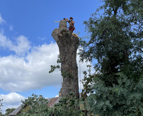 Apleistų sklypų tvarkymas - Medžių pjovimas, genėjimas, kra&scaron;tovaizdžio priežiūra - 2