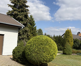 Medžių pjovimas, genėjimas, kraštovaizdžio priežiūra / MEDIS SENOLIS / Darbų pavyzdys ID 4216621