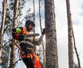 Apleistų sklypų tvarkymas - Medžių pjovimas, genėjimas, kra&scaron;tovaizdžio priežiūra - 1