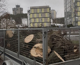 &Scaron;akų i&scaron;vežimas - Medžių pjovimas, genėjimas, kra&scaron;tovaizdžio priežiūra - 1