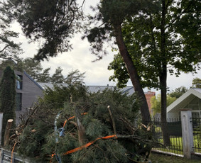 &Scaron;akų i&scaron;vežimas - Medžių pjovimas, genėjimas, kra&scaron;tovaizdžio priežiūra - 2
