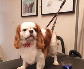 Paslaugos augintiniams - &Scaron;unelių nukailinimas ir kirpimas - 3