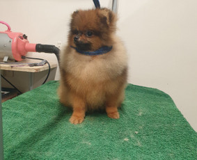 Paslaugos augintiniams - &Scaron;unelių nukailinimas ir kirpimas - 2